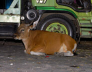Cow in streets of Kuta